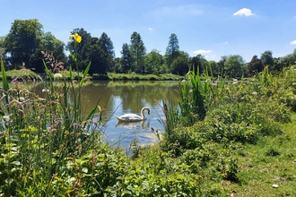 a swan on the lake at Painshill Park